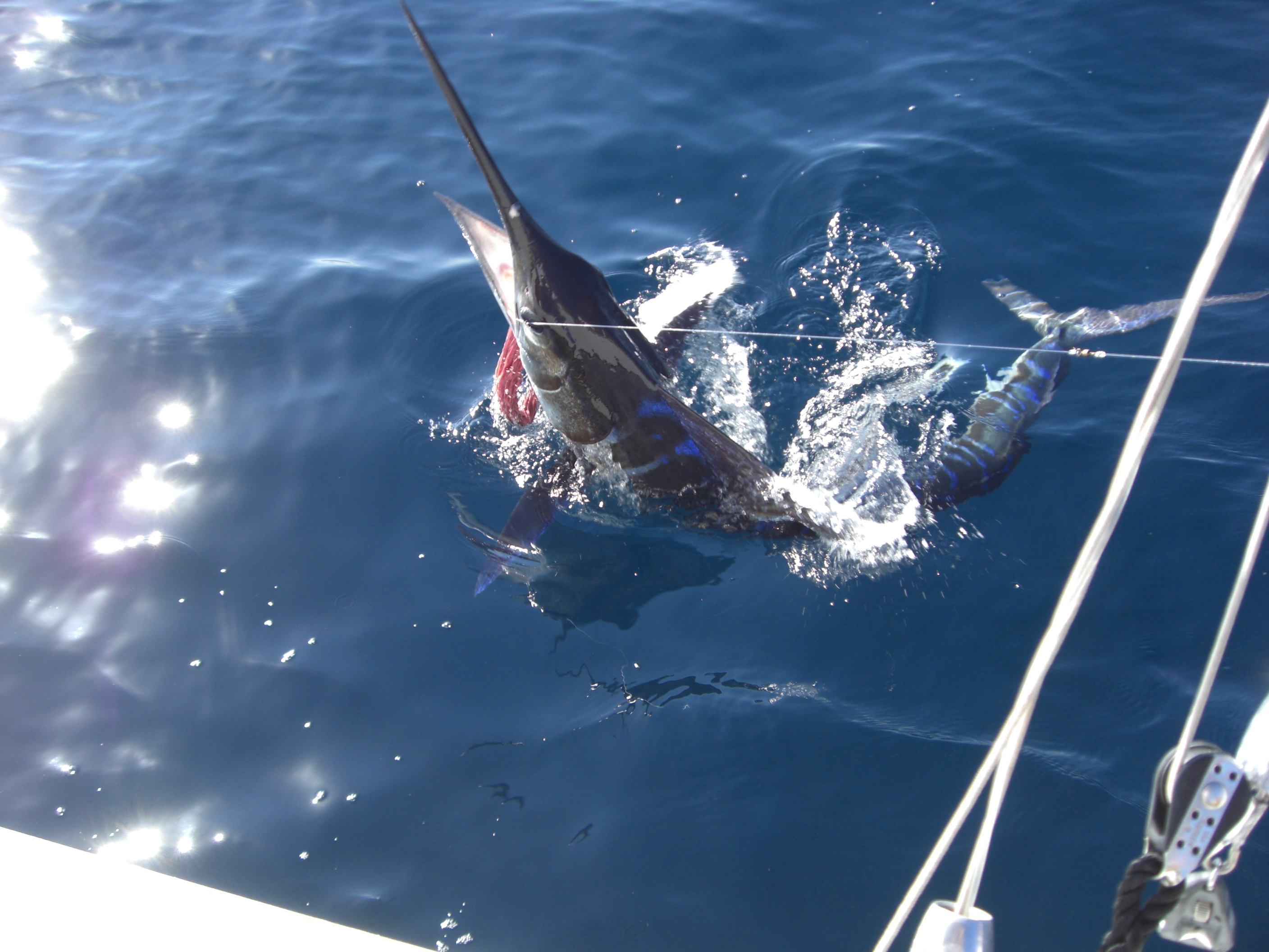 Marlin fishing action in Cabo San Lucas